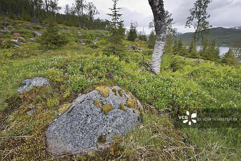 瑞典山茱萸，挪威图片素材