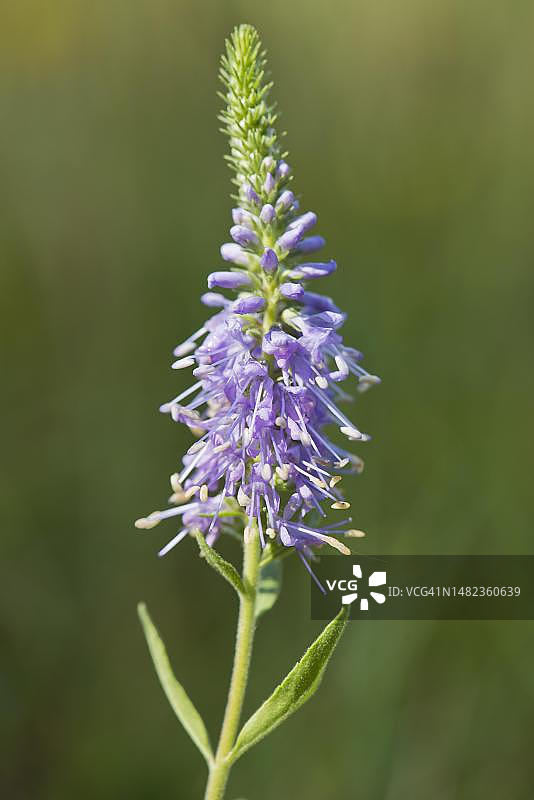 穗花婆婆纳，德国下萨克森州埃姆斯兰图片素材