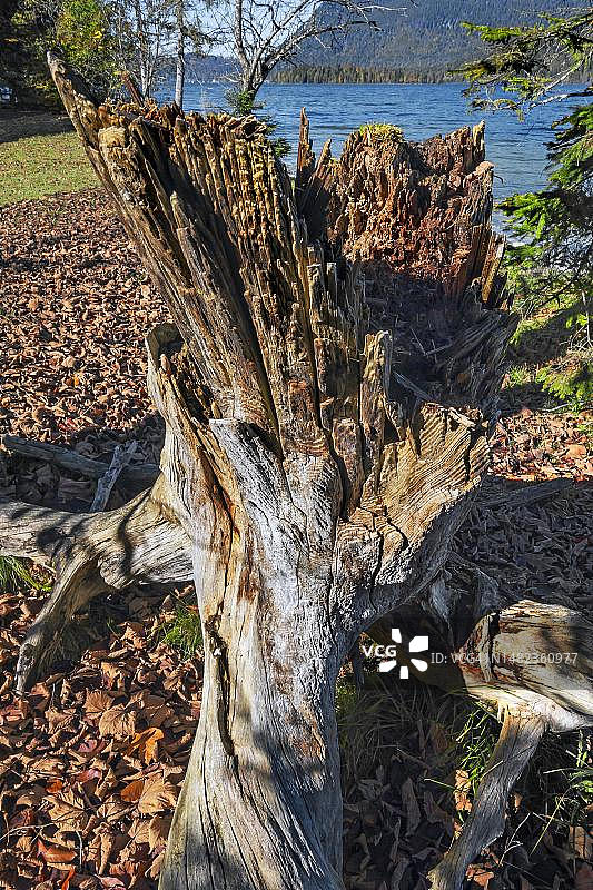 德国巴伐利亚瓦尔兴湖雅赫瑙的断树桩和腐烂的木头图片素材