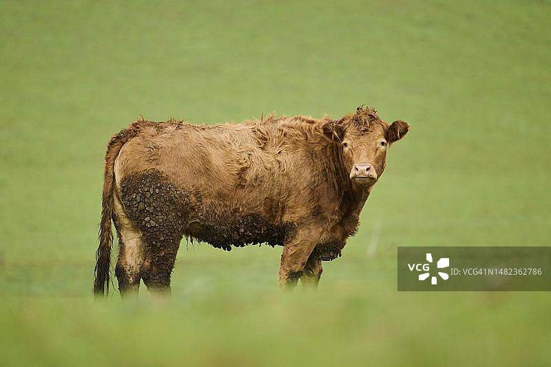 德国巴伐利亚草地上的牛图片素材