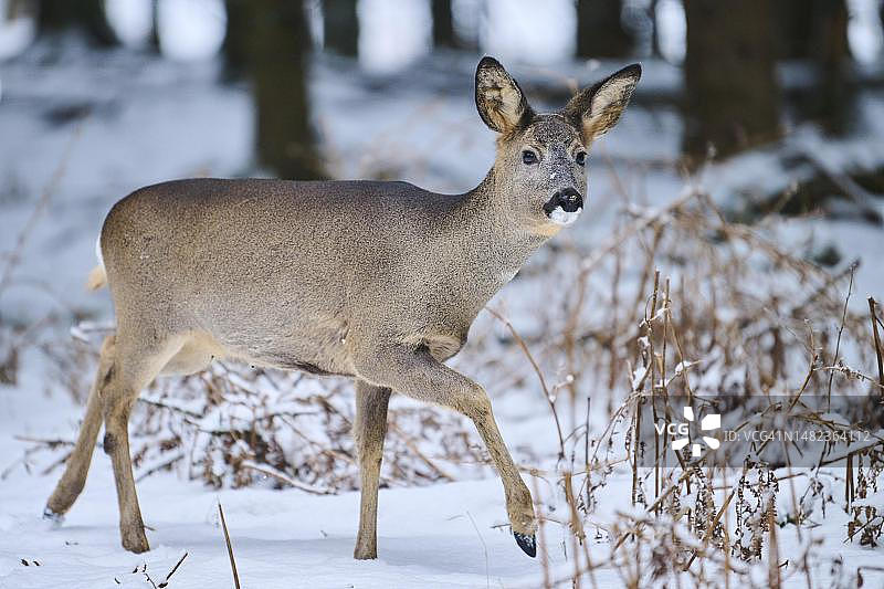 德国巴伐利亚冬季森林中的小鹿图片素材