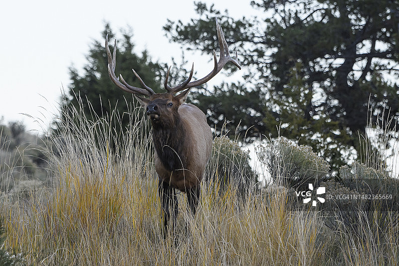 发情期的加拿大马鹿图片素材
