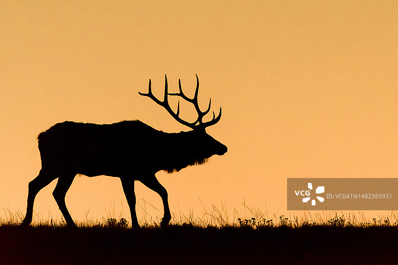 日出时分的雄麋鹿图片素材
