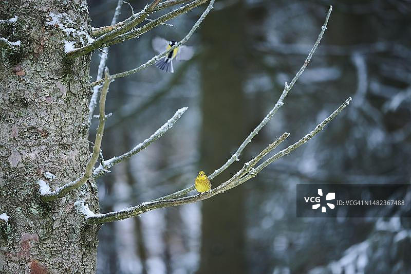 黄雀栖息在树枝上，雪，巴伐利亚，德国图片素材
