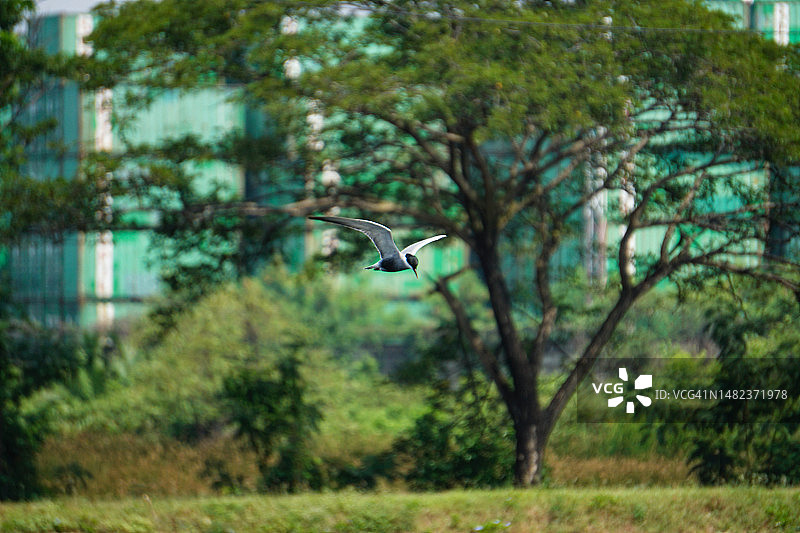 小鸟与绿色自然树木背景图片素材