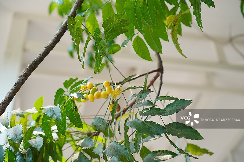 印度楝树：绿色叶子蔬菜图片素材