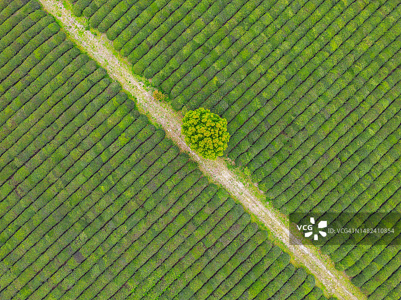 春季绿茶园图片素材