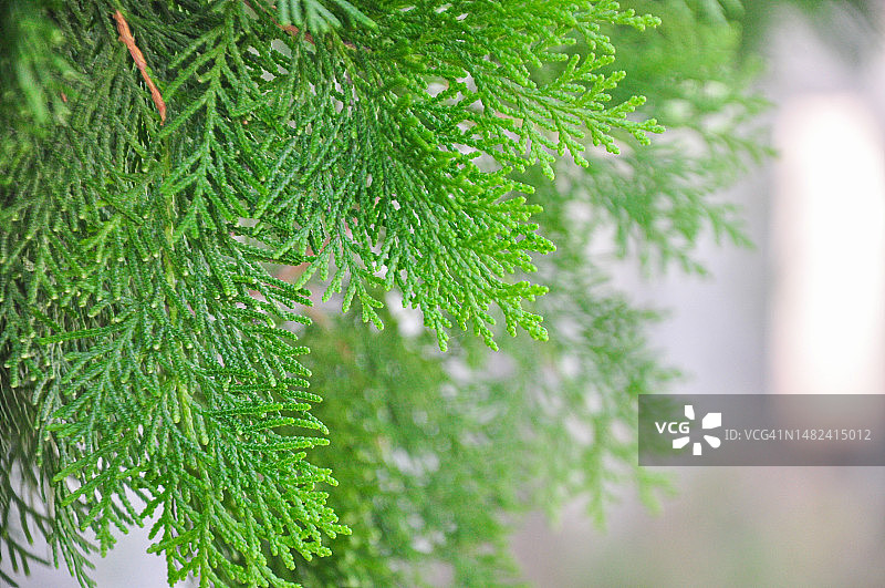 常绿树：侧柏图片素材