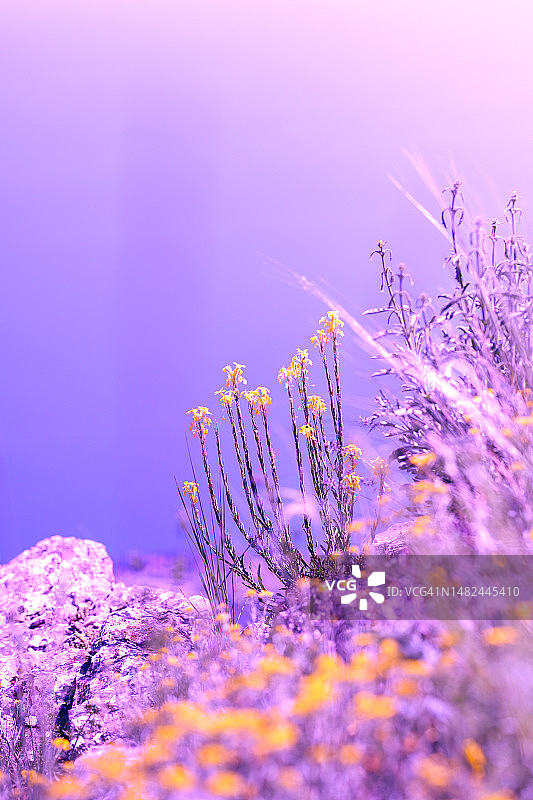 乱石丛中的草本植物图片素材