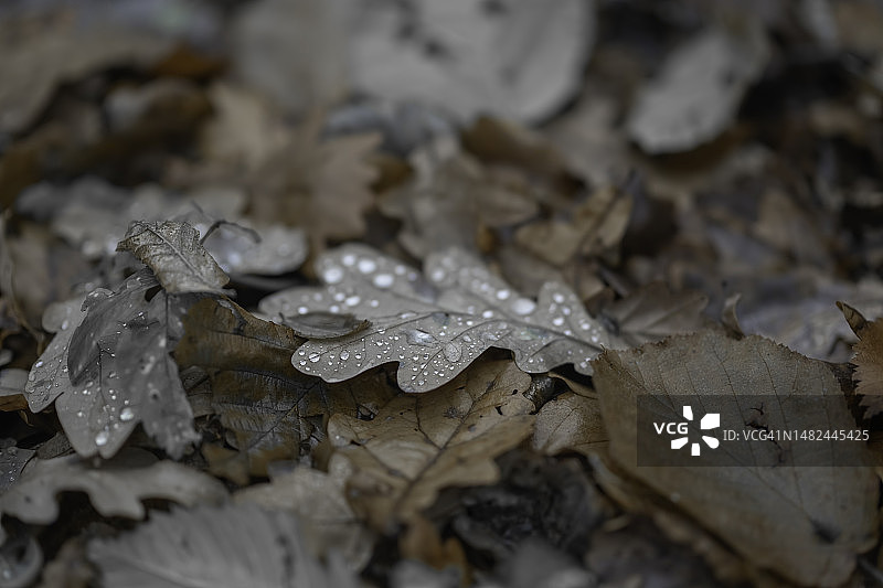 带有雨滴的棕色秋叶图片素材