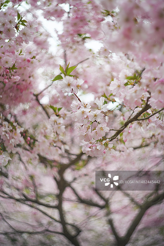城市花园中盛开的粉色樱花枝图片素材