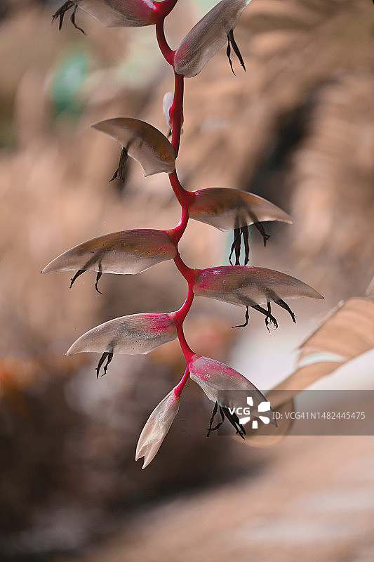 弯曲的热带花卉枝条图片素材