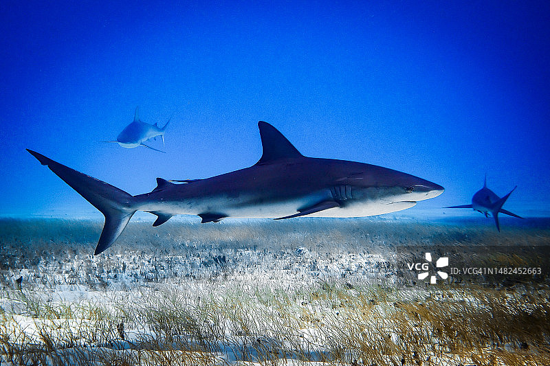 2023年3月巴哈马群岛大巴哈马鲨鱼图片素材