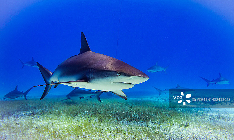 2023年3月巴哈马群岛大巴哈马鲨鱼图片素材