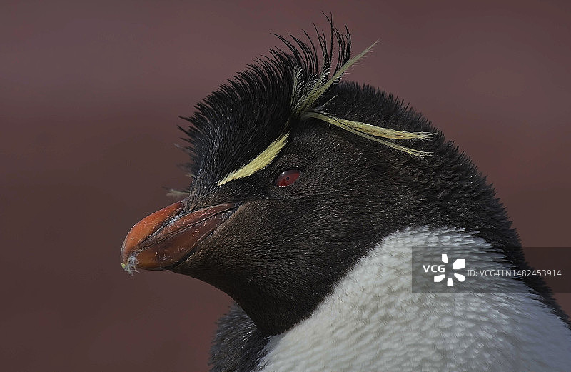 南跳岩企鹅图片素材