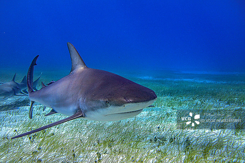 2023年3月巴哈马群岛大巴哈马鲨鱼图片素材