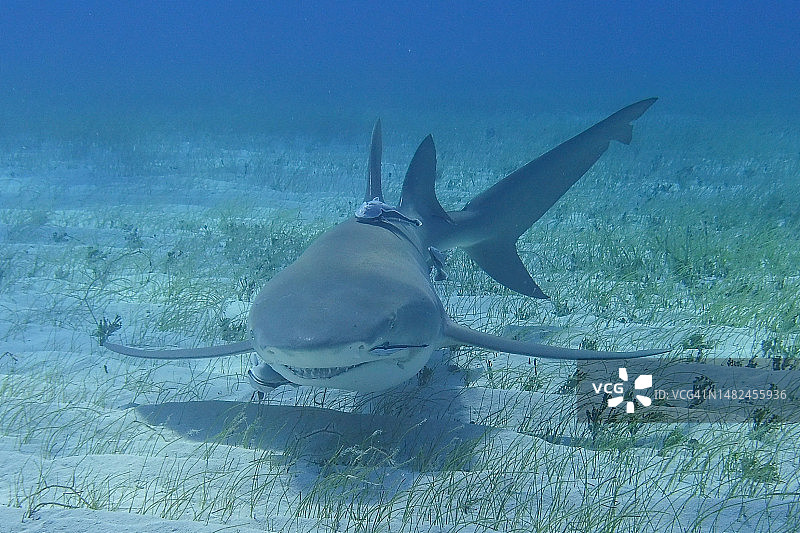 2023年3月巴哈马群岛大巴哈马鲨鱼图片素材