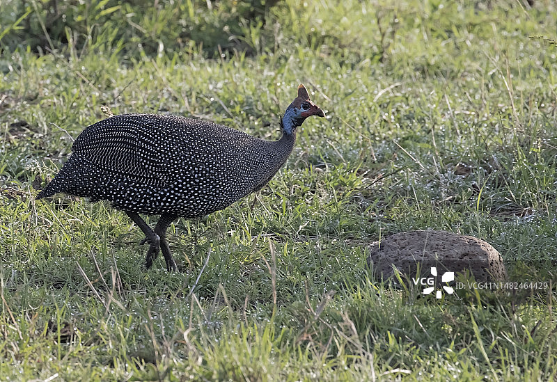 戴盔珍珠鸡图片素材