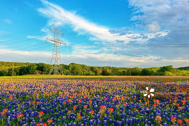 德克萨斯丘陵地带的野花图片素材