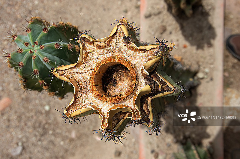 受损仙人掌横截面（显示皮质、支撑维管束环肋和内核）图片素材