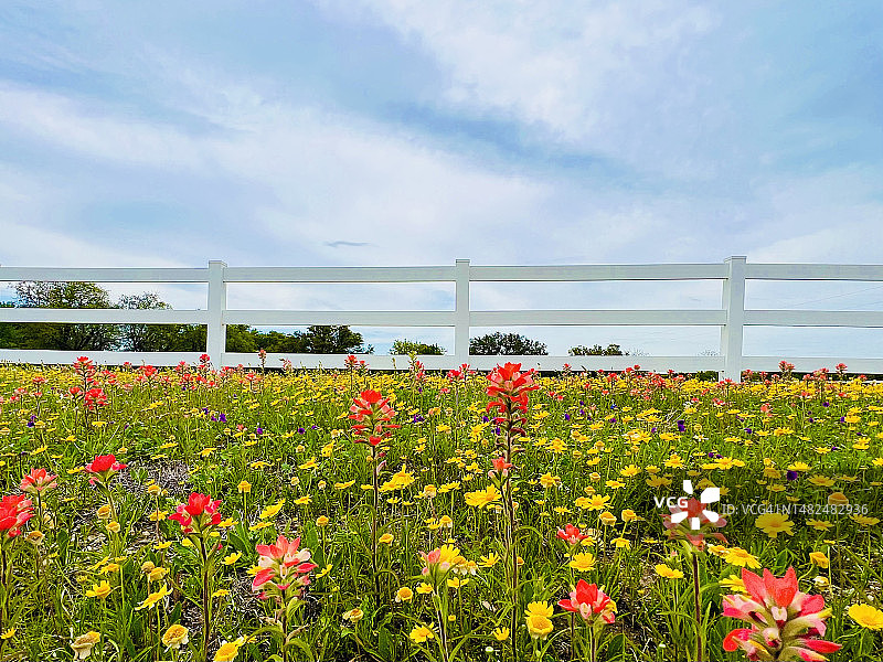 德克萨斯州野花：印第安画笔花图片素材
