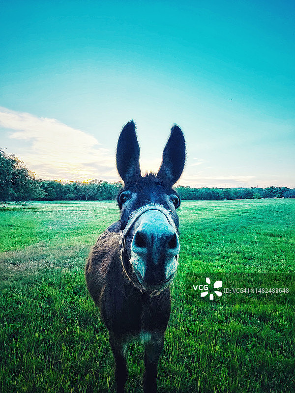 德克萨斯州牧场上的驴图片素材