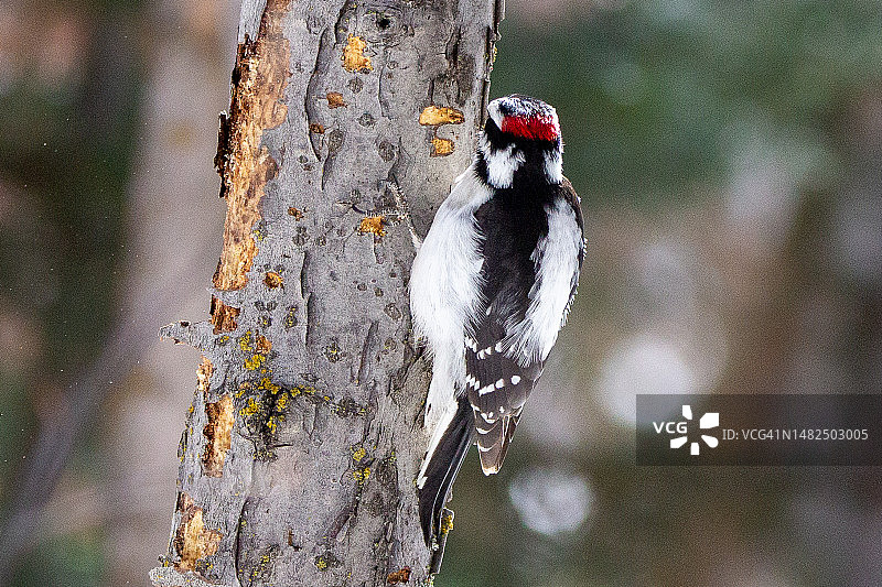 柔和的啄木鸟图片素材