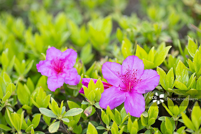 春天盛开的杜鹃花图片素材