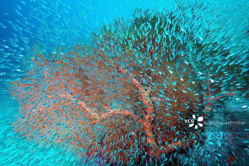 泰国斯米兰群岛水下珊瑚和鱼图片素材