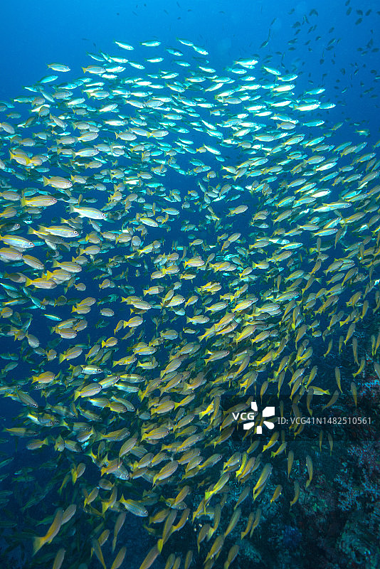 泰国斯米兰群岛水下黄鲷鱼图片素材