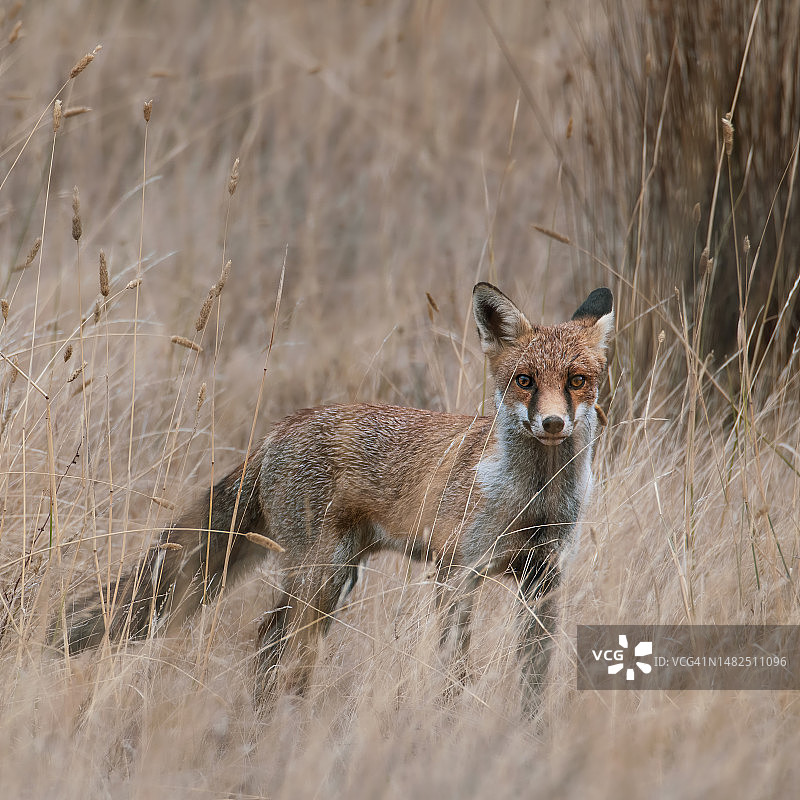 赤狐（Vulpes vulpes）图片素材