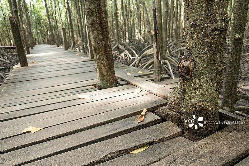 泰国罗勇府通普隆通森林的红树林图片素材