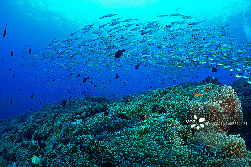 美丽的泰国涛岛珊瑚图片素材