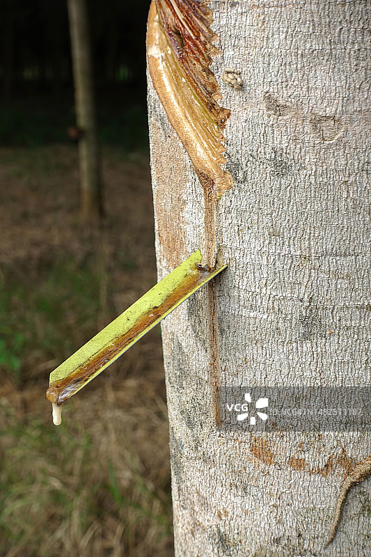 泰国橡胶树提取的乳白色乳胶，天然橡胶的来源图片素材