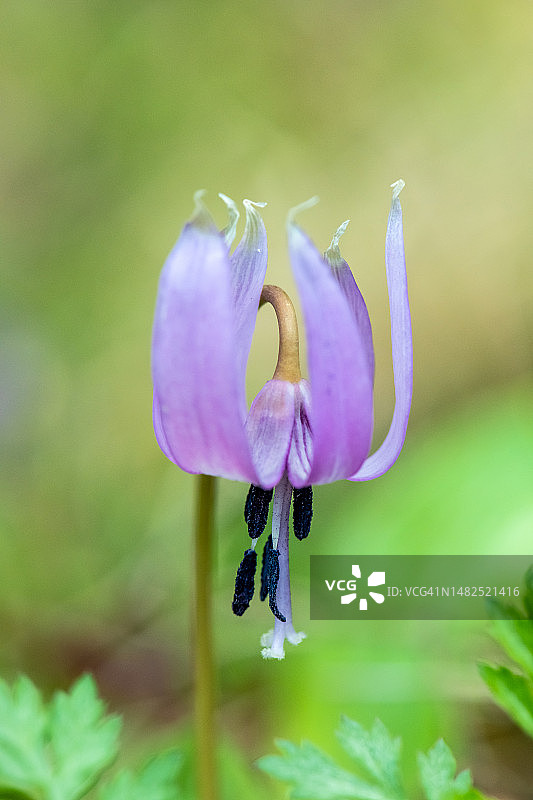近距离拍摄的堇菜图片素材