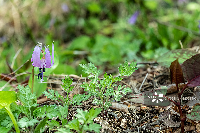 狗牙紫花图片素材
