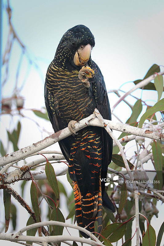 红尾黑凤头鹦鹉图片素材