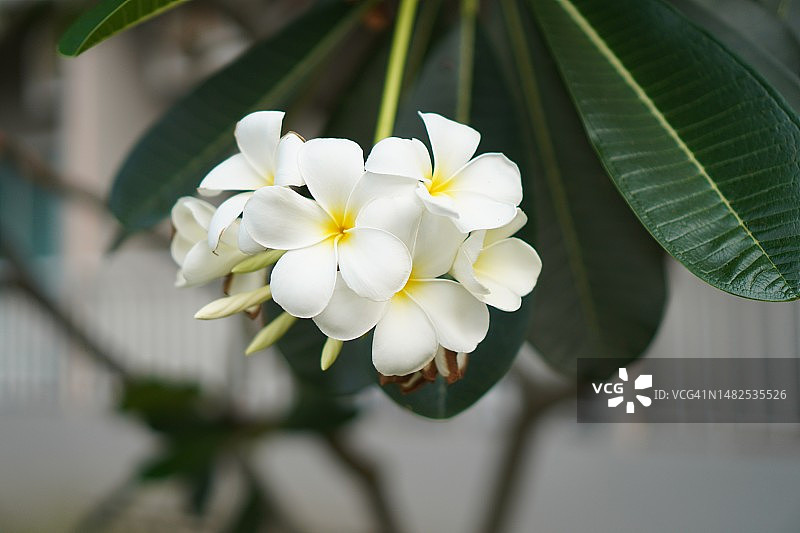 花园中盛开的鸡蛋花：白色和黄色图片素材
