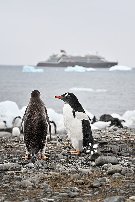南极洲海滩上的企鹅图片素材