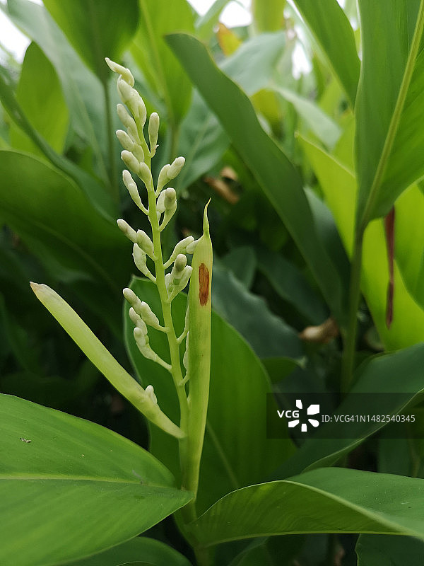 高良姜的绿叶图片素材