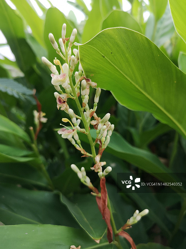 高良姜的绿叶图片素材