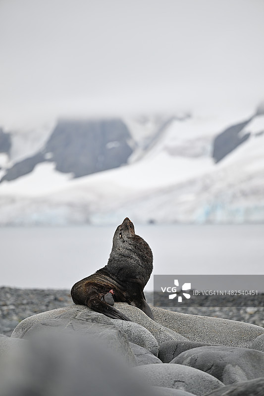 在南极洲海滩上摆姿势的毛皮海豹图片素材