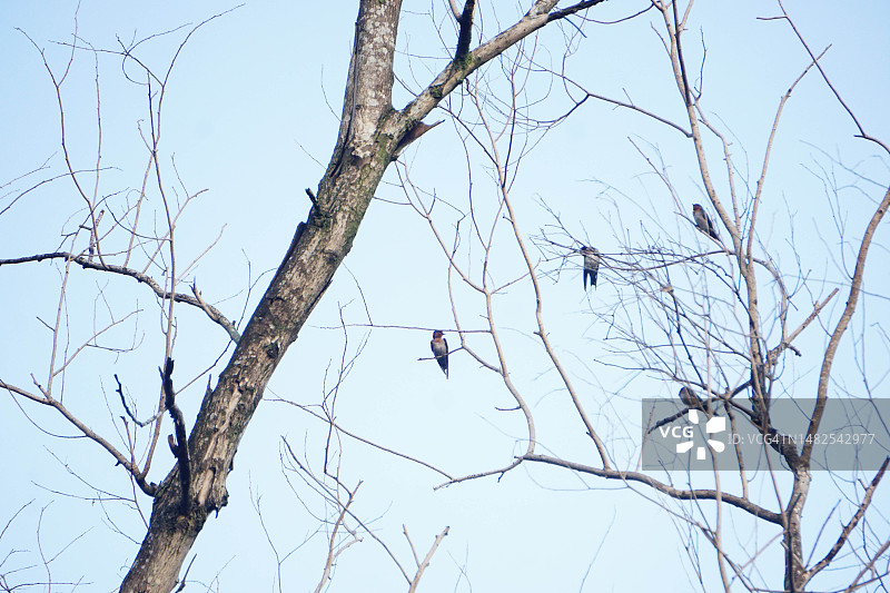 鸟儿栖息在夏日干燥的树枝上图片素材