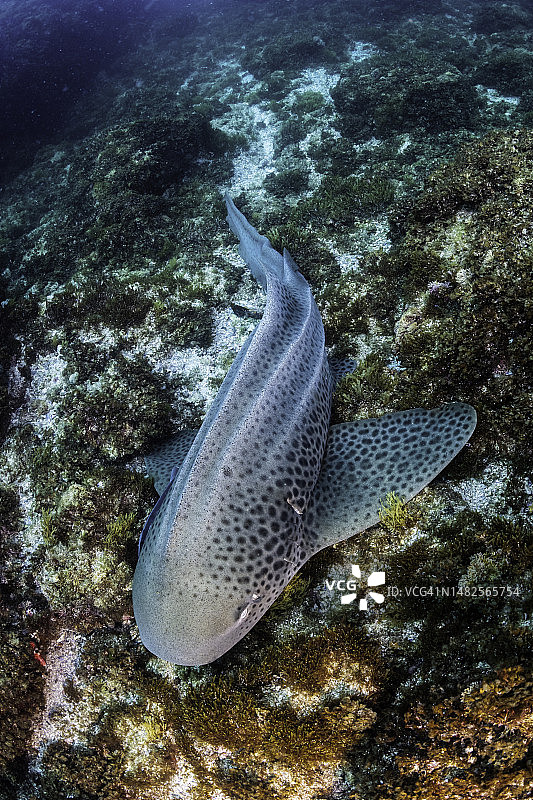 澳大利亚新南威尔士州朱利安岩的豹纹鲨图片素材