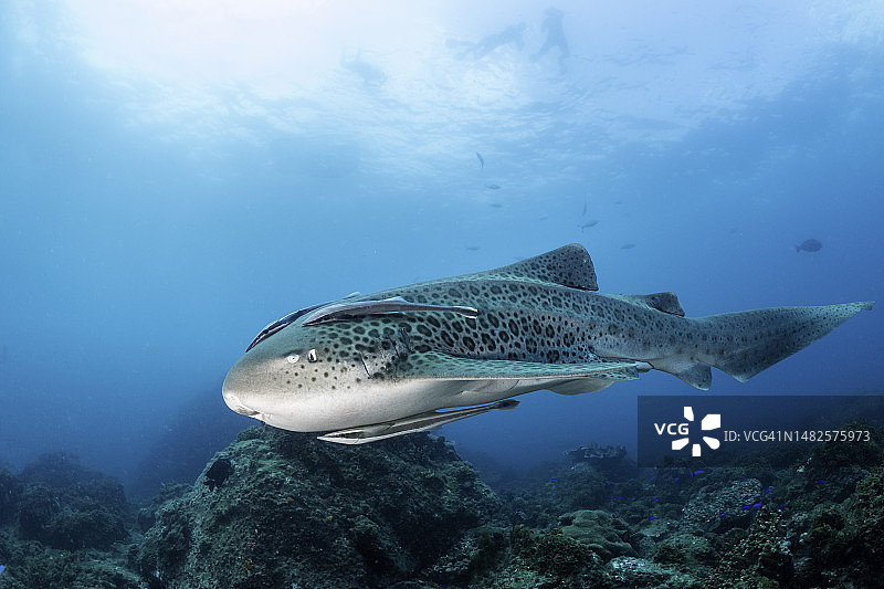 澳大利亚新南威尔士州朱利安岩石的豹纹鲨图片素材