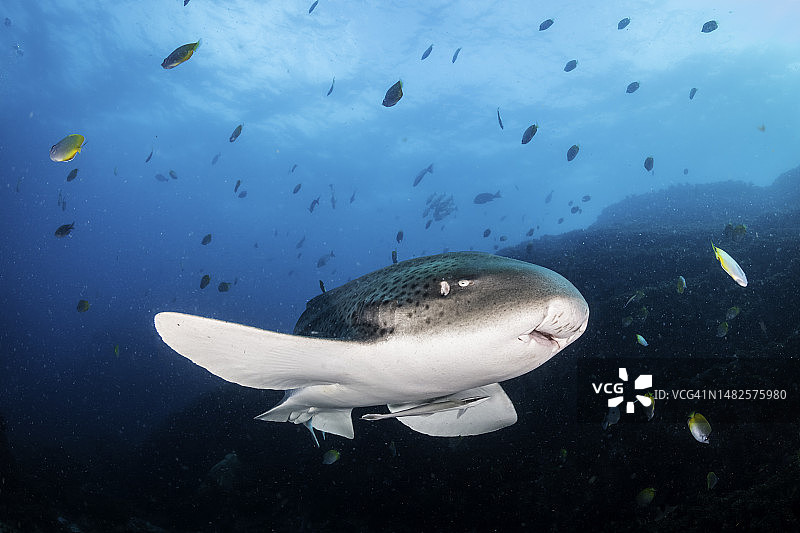 豹纹鲨鱼，澳大利亚新南威尔士州朱利安岩图片素材