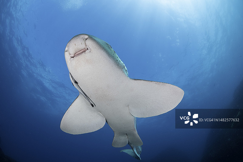 豹纹鲨鱼，澳大利亚新南威尔士州朱利安岩图片素材