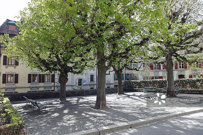 洛桑圣母大教堂旁边的栗树小广场图片素材