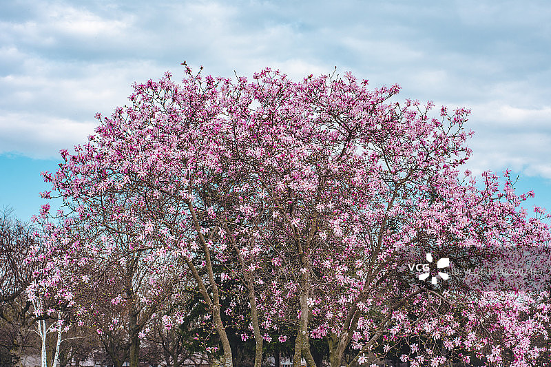 加拿大盛开的鲜花图片素材
