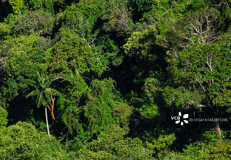 热带雨林图片素材
